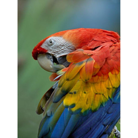 Scarlet Macaw Preening III Black Modern Wood Framed Art Print by Fitzharris, Tim