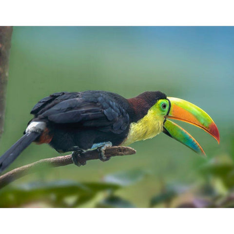 Keel-billed Toucan I White Modern Wood Framed Art Print by Fitzharris, Tim