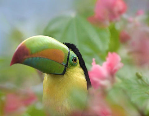 Keel-billed Toucan II White Modern Wood Framed Art Print with Double Matting by Fitzharris, Tim