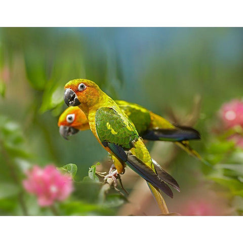 Conure Parrots White Modern Wood Framed Art Print by Fitzharris, Tim