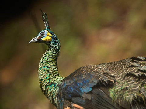 Peacock V White Modern Wood Framed Art Print with Double Matting by Fitzharris, Tim