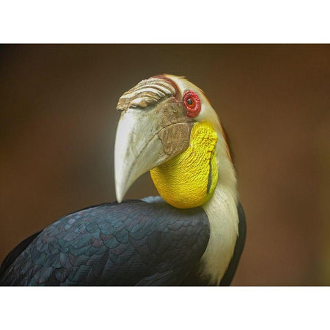 Wreathed Hornbill Malaysia II Gold Ornate Wood Framed Art Print with Double Matting by Fitzharris, Tim