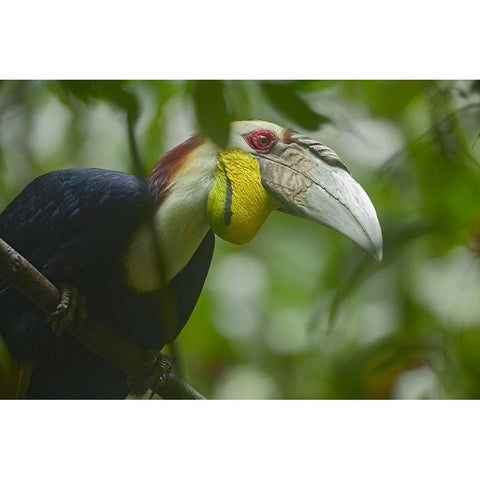 Wreathed Hornbill Malaysia III White Modern Wood Framed Art Print by Fitzharris, Tim