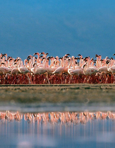 Lesser Flamingos over Lake Magadi Kenya White Modern Wood Framed Art Print with Double Matting by Fitzharris, Tim