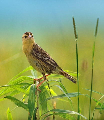 Bobolink Female in Summer Meadow I Black Ornate Wood Framed Art Print with Double Matting by Fitzharris, Tim