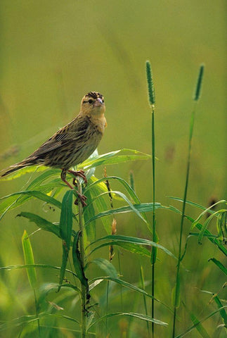 Bobolink Female in Summer Meadow II White Modern Wood Framed Art Print with Double Matting by Fitzharris, Tim