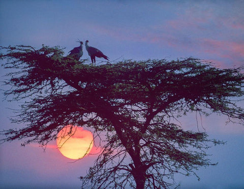 Secretary Birds White Modern Wood Framed Art Print with Double Matting by Fitzharris, Tim