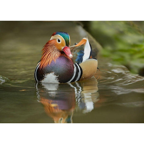 Mandarin Duck Male IV White Modern Wood Framed Art Print by Fitzharris, Tim
