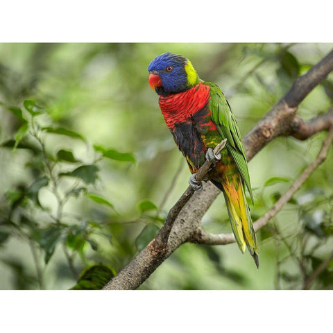 Rainbow Lory Green Naped Lory White Modern Wood Framed Art Print by Fitzharris, Tim