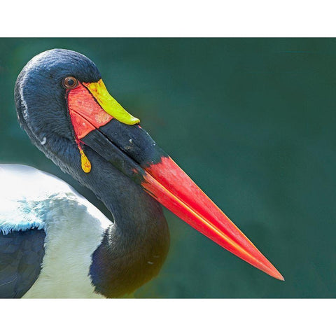 Saddle-billed Stork-Kenya II White Modern Wood Framed Art Print by Fitzharris, Tim