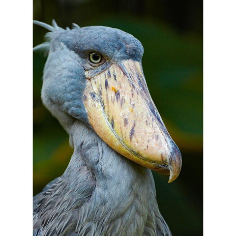 Shoe-billed Stork II White Modern Wood Framed Art Print by Fitzharris, Tim