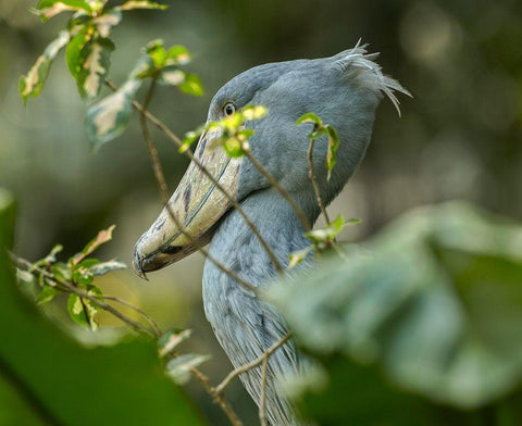 Shoe-billed Stork III Black Ornate Wood Framed Art Print with Double Matting by Fitzharris, Tim