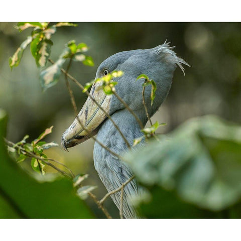 Shoe-billed Stork III Black Modern Wood Framed Art Print by Fitzharris, Tim