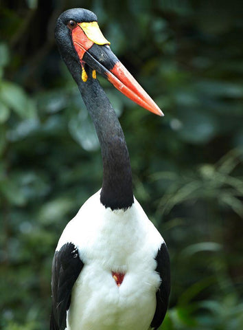 Saddle-billed Stork-Kenya White Modern Wood Framed Art Print with Double Matting by Fitzharris, Tim