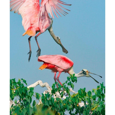 Roseate Spoonbills-HIgh Island-Texas USA White Modern Wood Framed Art Print by Fitzharris, Tim