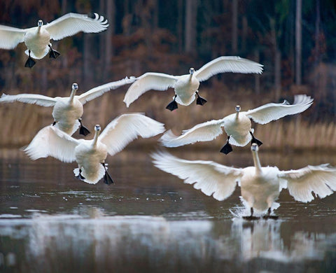 Trumpeter Swans Landing on Magness Lake-Arkansas I White Modern Wood Framed Art Print with Double Matting by Fitzharris, Tim