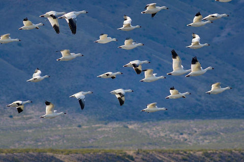 Snow Geese-Bosque del Apache National Wildlife Refuge-New Mexico II White Modern Wood Framed Art Print with Double Matting by Fitzharris, Tim
