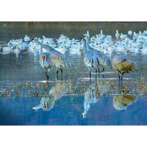 Sandhill Cranes-Bosque del Apache National Wildlife Refuge-New Mexico I White Modern Wood Framed Art Print by Fitzharris, Tim