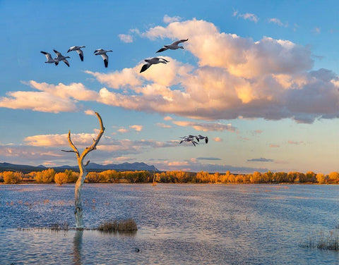 Snow Geese-Bosque del Apache National Wildlife Refuge-New Mexico II White Modern Wood Framed Art Print with Double Matting by Fitzharris, Tim