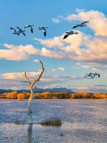 Snow Geese-Bosque del Apache National Wildlife Refuge-New Mexico III White Modern Wood Framed Art Print with Double Matting by Fitzharris, Tim