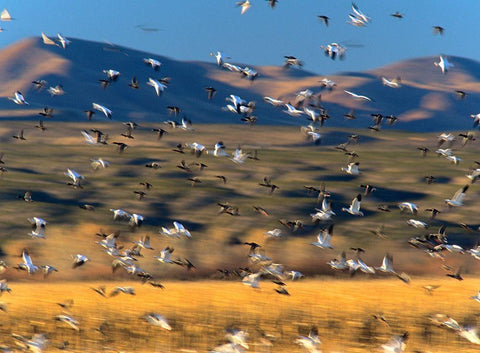 Snow Geese and Sandhill Cranes-Bosque del Apache National Wildlife Refuge-New Mexico White Modern Wood Framed Art Print with Double Matting by Fitzharris, Tim
