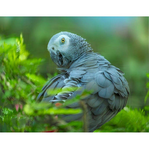 African Gray Parrot Portrait I White Modern Wood Framed Art Print by Fitzharris, Tim