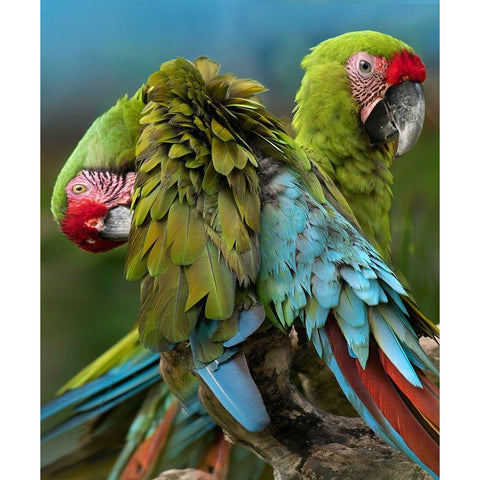 Blue Macaw Preening II White Modern Wood Framed Art Print by Fitzharris, Tim
