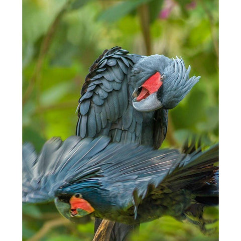 Giant Palm Cockatoos-Indonesia White Modern Wood Framed Art Print by Fitzharris, Tim