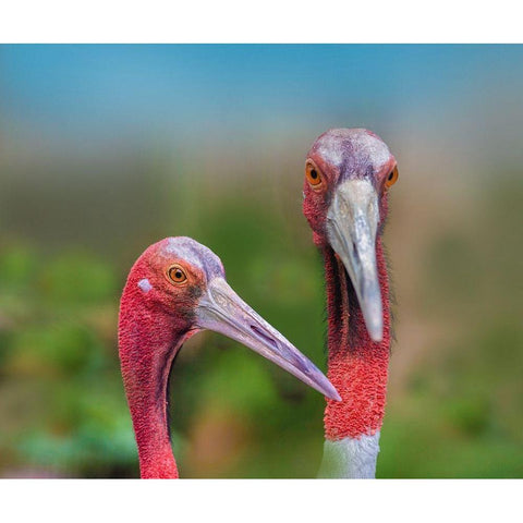 Indian Cranes Gold Ornate Wood Framed Art Print with Double Matting by Fitzharris, Tim