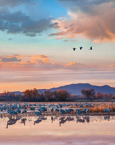 Sandhill Cranes-Bosque del Apache National Wildlife Refuge-New Mexico II Black Ornate Wood Framed Art Print with Double Matting by Fitzharris, Tim