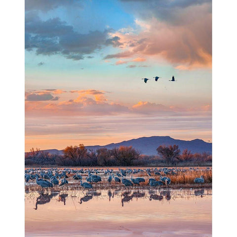 Sandhill Cranes-Bosque del Apache National Wildlife Refuge-New Mexico II White Modern Wood Framed Art Print by Fitzharris, Tim