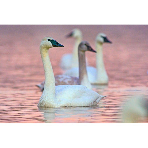 Trumpeter Swans at Twilight-Arkansas I Black Modern Wood Framed Art Print by Fitzharris, Tim