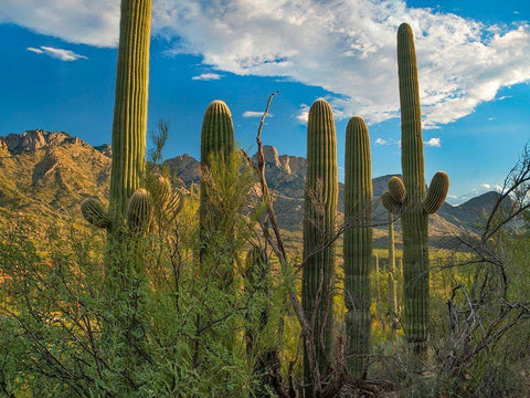 Saguaro Cacti and Santa Catalina Mountains at Catalina State Park-Arizona White Modern Wood Framed Art Print with Double Matting by Fitzharris, Tim