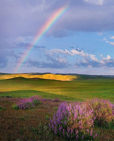Giant lupines-Carrizo Plains National Monument-California White Modern Wood Framed Art Print with Double Matting by Fitzharris, Tim