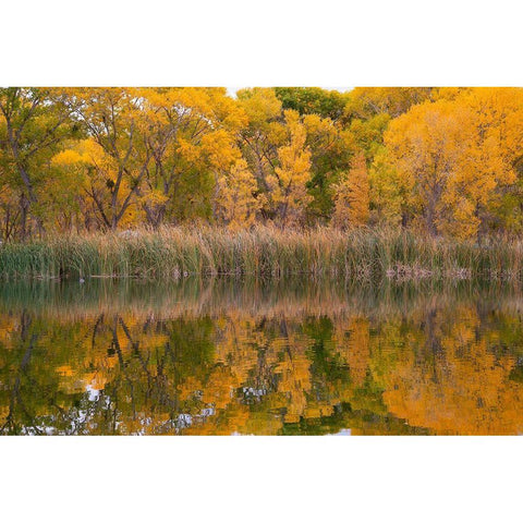 Lagoon Reflection-Dead Horse Ranch State Park-Arizona-USA Black Modern Wood Framed Art Print with Double Matting by Fitzharris, Tim