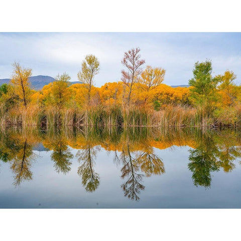 Lagoon Reflection-Dead Horse Ranch State Park-Arizona-USA Black Modern Wood Framed Art Print with Double Matting by Fitzharris, Tim