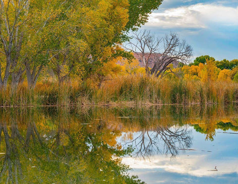 Lagoon Reflection-Dead Horse Ranch State Park-Arizona-USA Black Ornate Wood Framed Art Print with Double Matting by Fitzharris, Tim