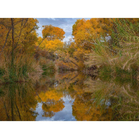 Lagoon Reflection-Dead Horse Ranch State Park-Arizona-USA White Modern Wood Framed Art Print by Fitzharris, Tim