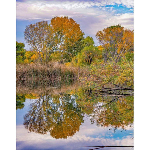 Verde River Valley-Lagoon at Dead Horse Ranch State Park-Arizona White Modern Wood Framed Art Print by Fitzharris, Tim