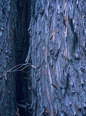 Yellow Cedar Trunks Black Ornate Wood Framed Art Print with Double Matting by Fitzharris, Tim