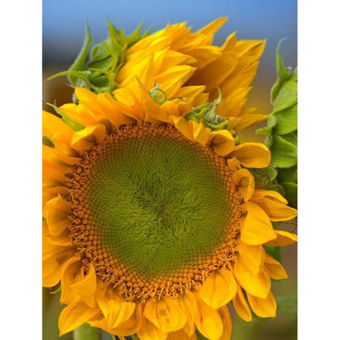 Sunflowers II White Modern Wood Framed Art Print by Fitzharris, Tim