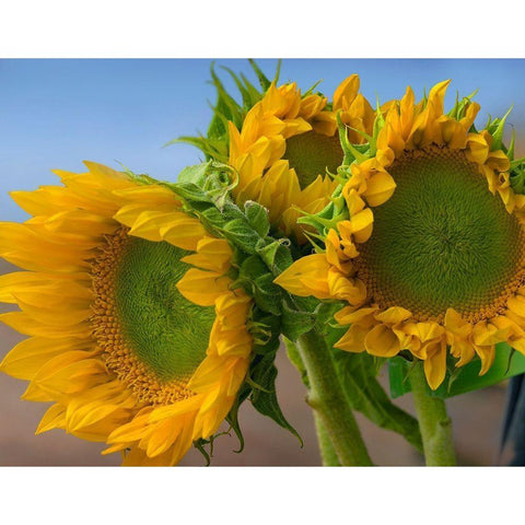 Sunflowers IV White Modern Wood Framed Art Print by Fitzharris, Tim