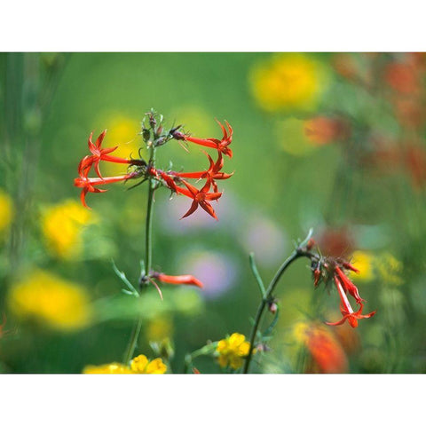 Scarlet Gilia Gold Ornate Wood Framed Art Print with Double Matting by Fitzharris, Tim