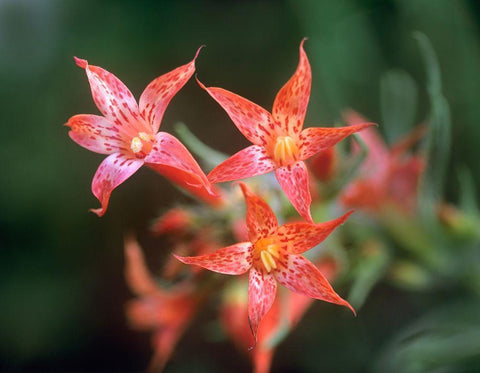 Scarlet Gilia Black Ornate Wood Framed Art Print with Double Matting by Fitzharris, Tim