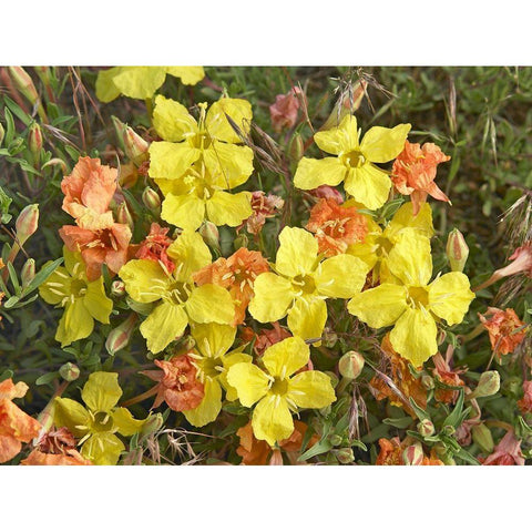 Yellow Evening Primrose Gold Ornate Wood Framed Art Print with Double Matting by Fitzharris, Tim