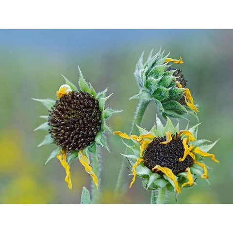 Prairie Sunflowers III Gold Ornate Wood Framed Art Print with Double Matting by Fitzharris, Tim