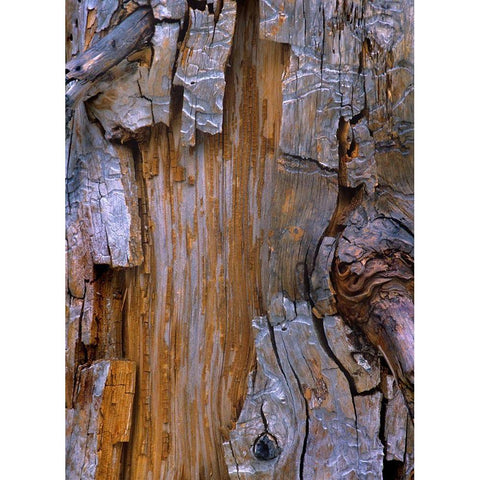 Yellow Cedar Trunk Gold Ornate Wood Framed Art Print with Double Matting by Fitzharris, Tim