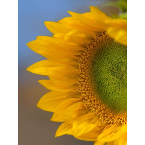 Sunflower White Modern Wood Framed Art Print by Fitzharris, Tim