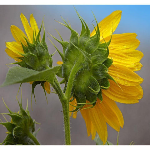 Sunflower Gold Ornate Wood Framed Art Print with Double Matting by Fitzharris, Tim