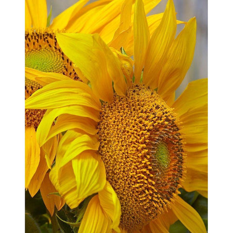 Sunflowers Black Modern Wood Framed Art Print with Double Matting by Fitzharris, Tim